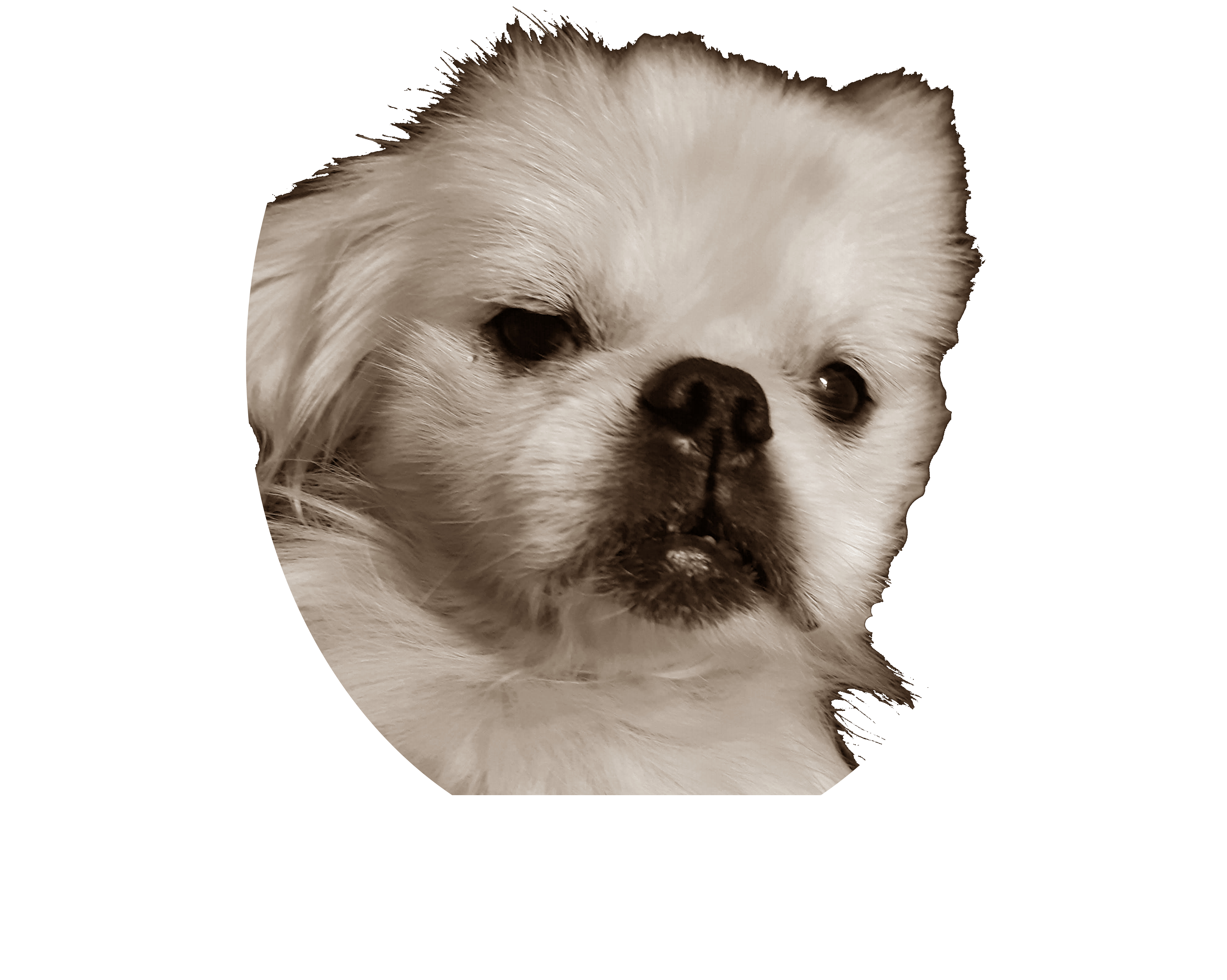 Serenity Art Company